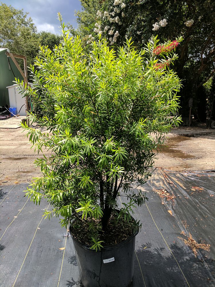 callistemon-red-cluster-bottlebrush
