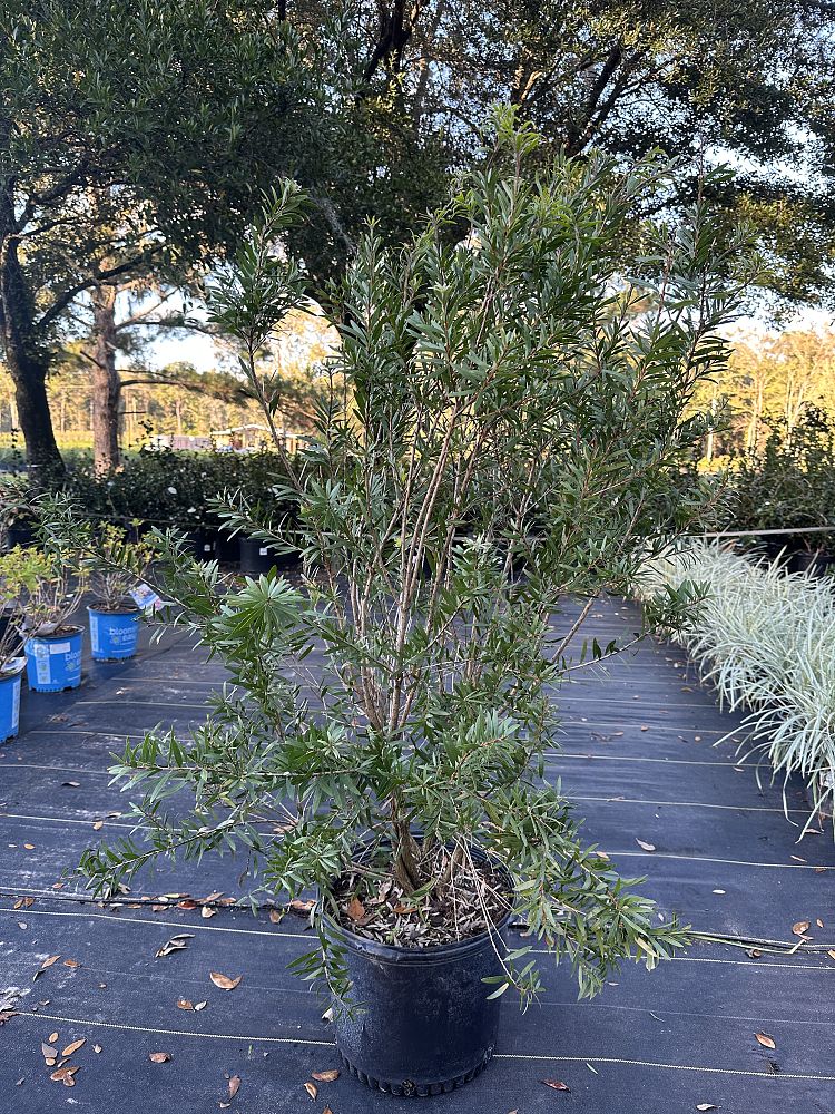 callistemon-red-cluster-bottlebrush