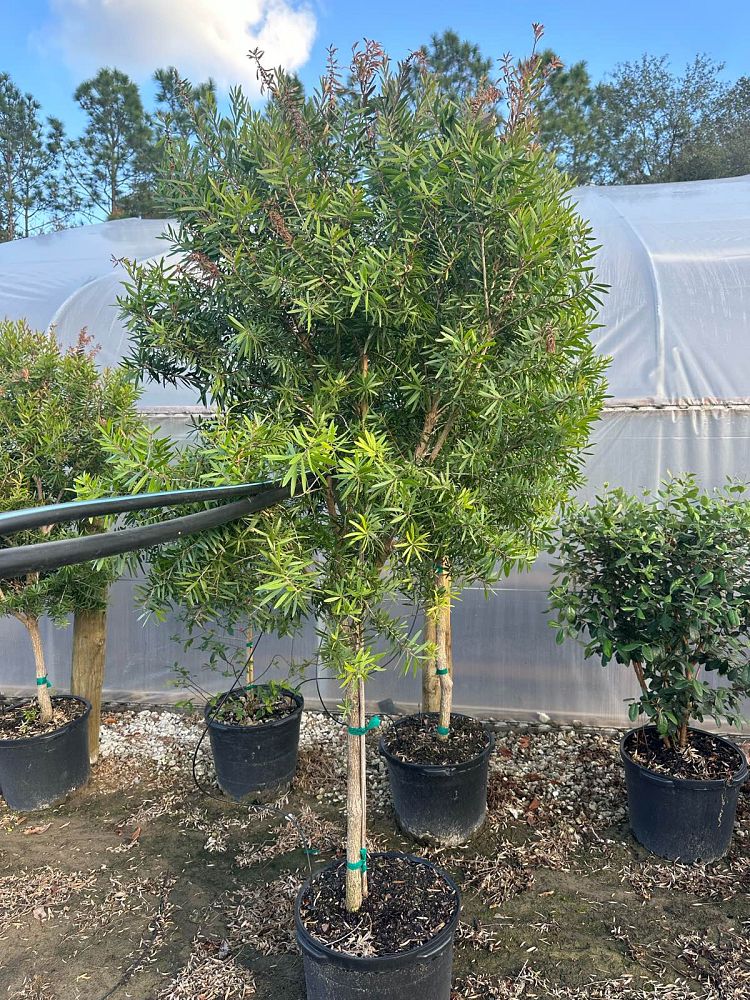 callistemon-red-cluster-bottlebrush