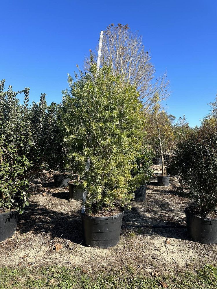 callistemon-red-cluster-bottlebrush