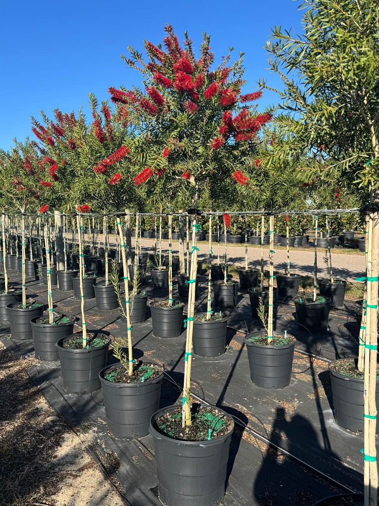 callistemon-red-cluster-bottlebrush