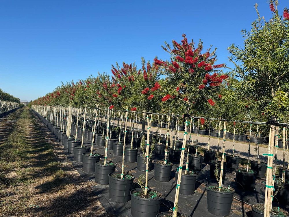callistemon-red-cluster-bottlebrush
