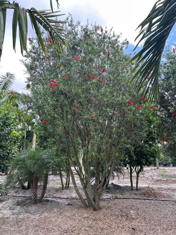 callistemon-red-cluster-bottlebrush