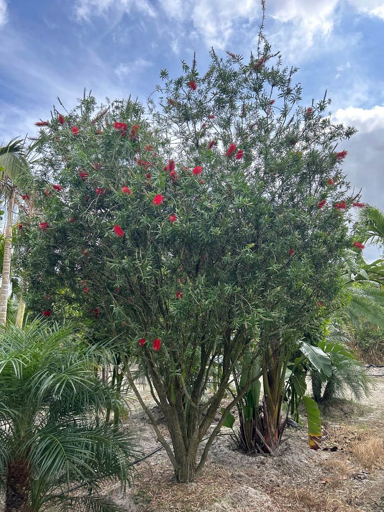 callistemon-red-cluster-bottlebrush