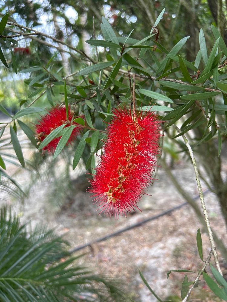 callistemon-red-cluster-bottlebrush