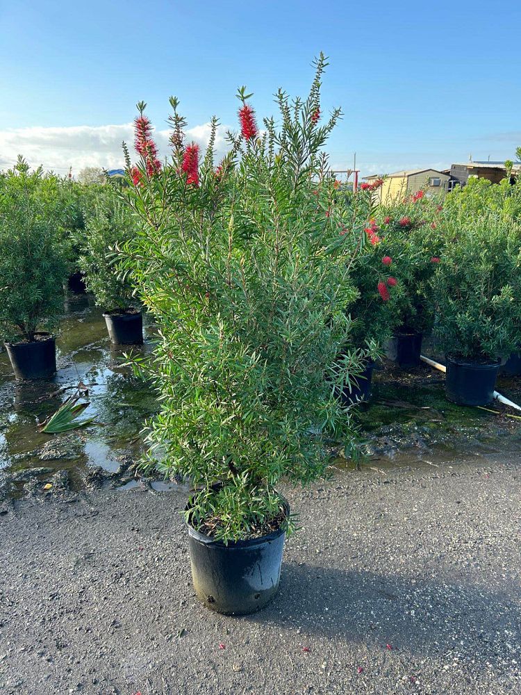 callistemon-red-cluster-bottlebrush