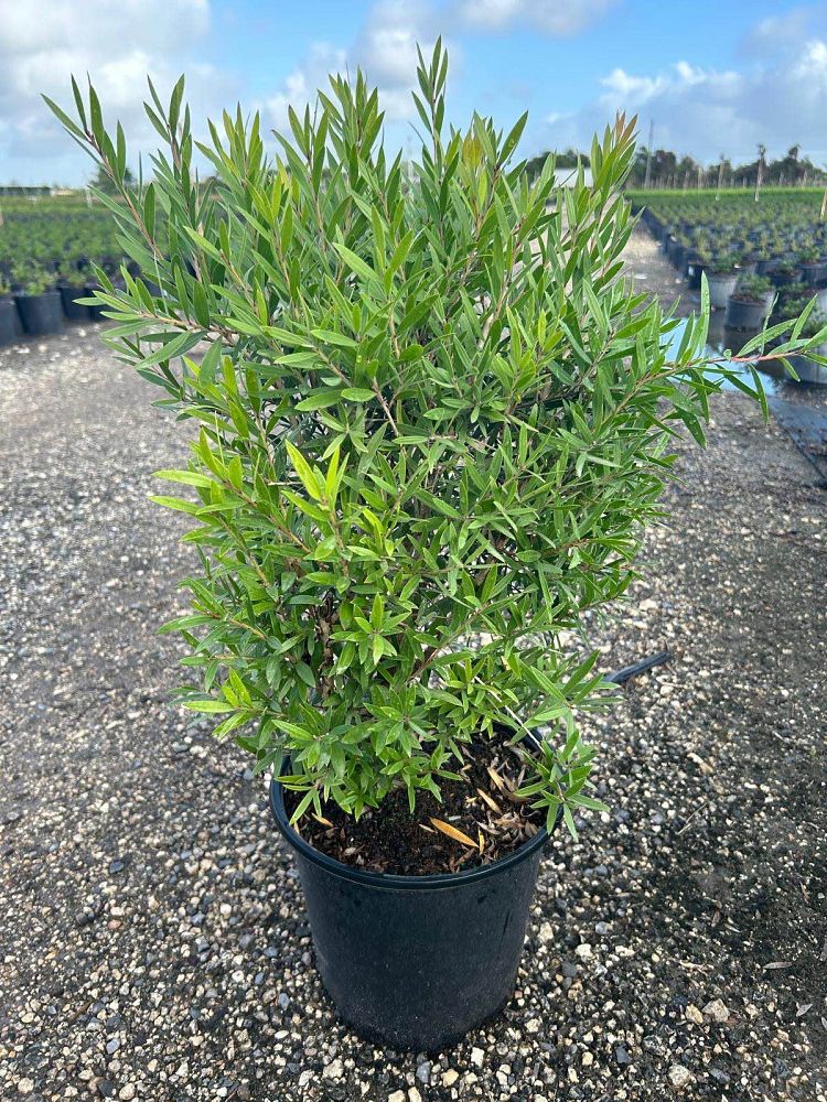 callistemon-red-cluster-bottlebrush