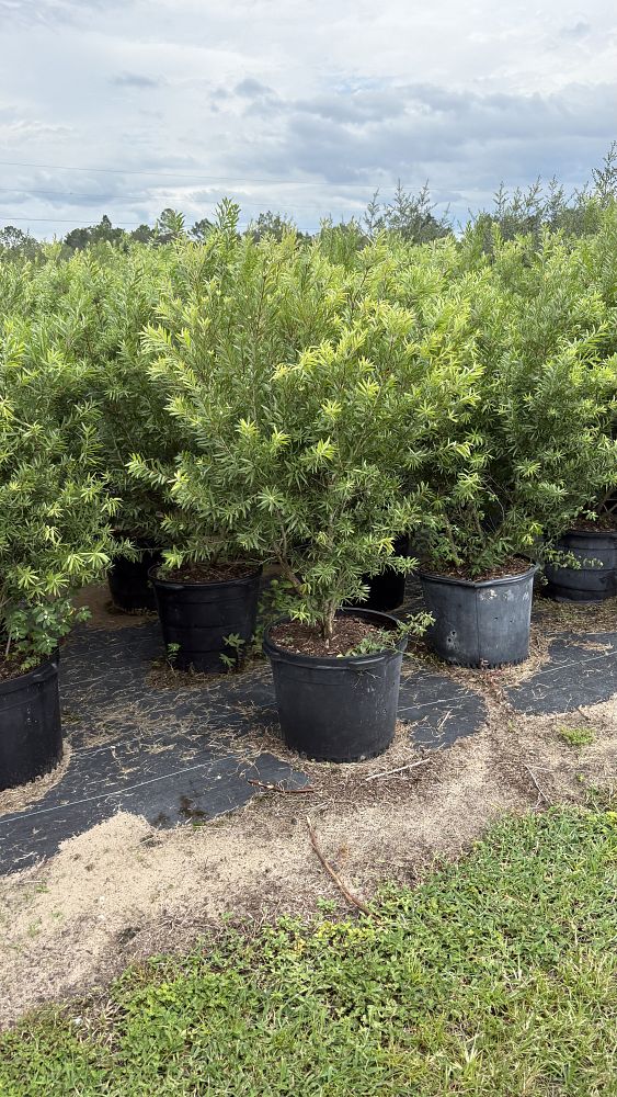 callistemon-red-cluster-bottlebrush