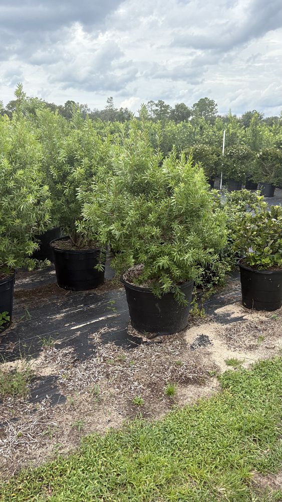 callistemon-red-cluster-bottlebrush