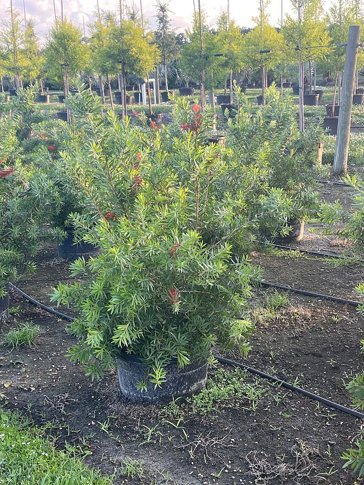 callistemon-red-cluster-bottlebrush