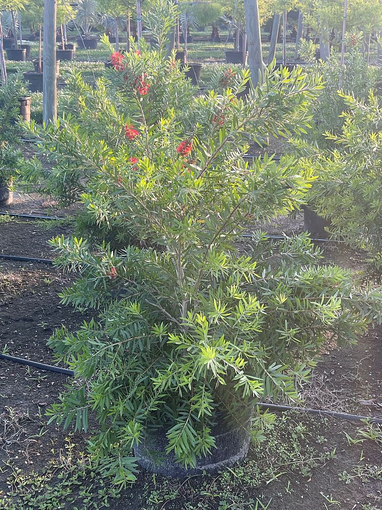 callistemon-red-cluster-bottlebrush