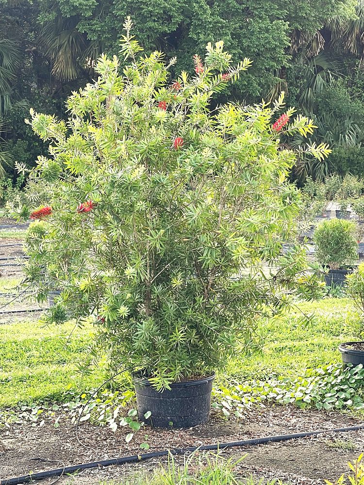 callistemon-red-cluster-bottlebrush