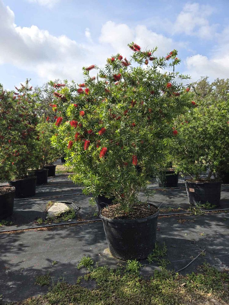 callistemon-red-cluster-bottlebrush