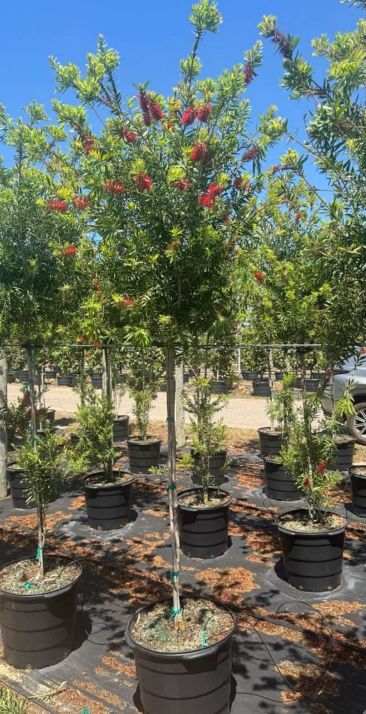 callistemon-red-cluster-bottlebrush