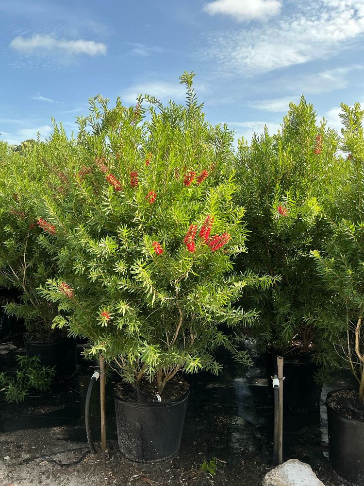 callistemon-red-cluster-bottlebrush