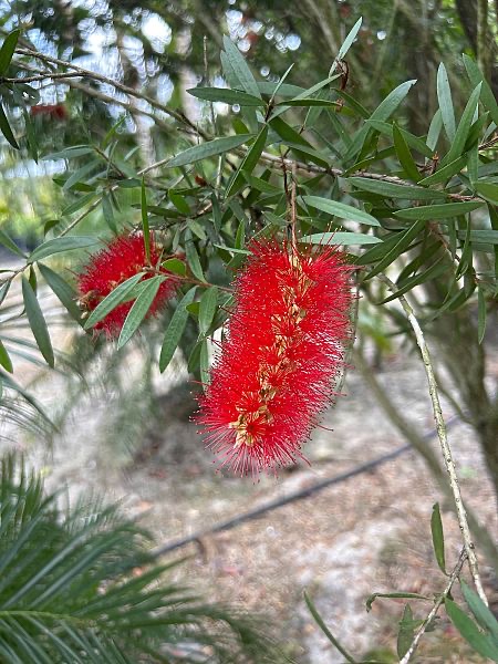 callistemon-red-cluster-bottlebrush