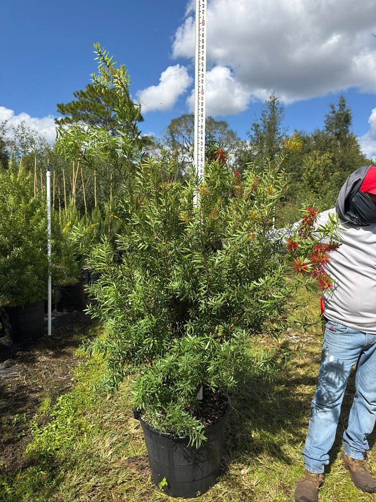 callistemon-red-cluster-bottlebrush
