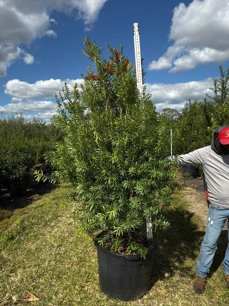 callistemon-red-cluster-bottlebrush