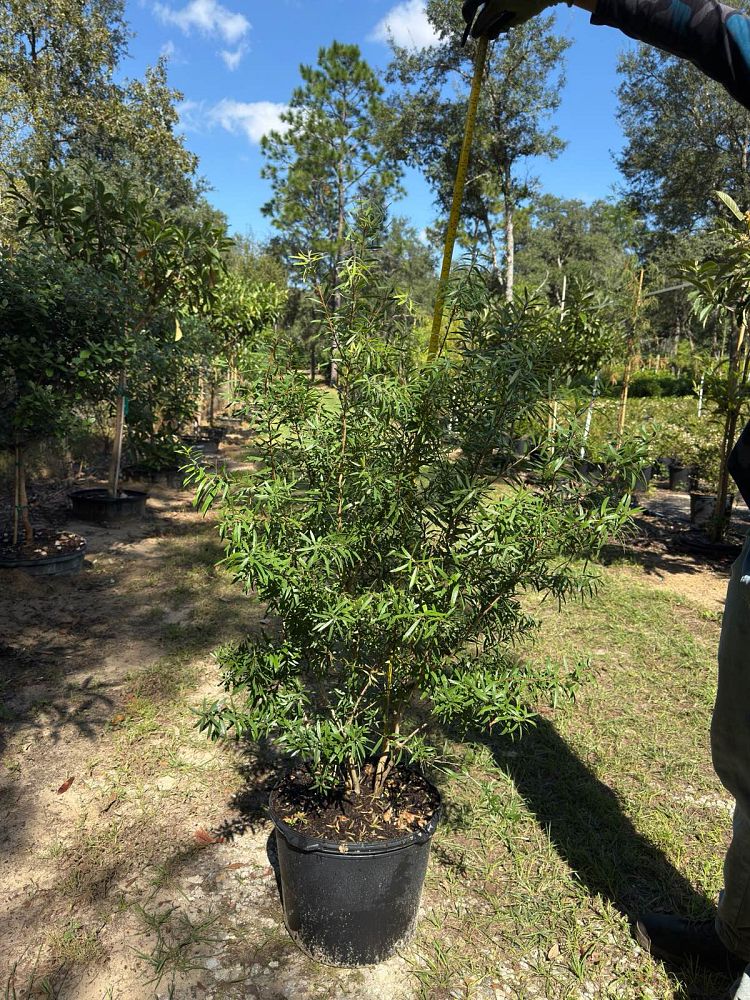 callistemon-red-cluster-bottlebrush