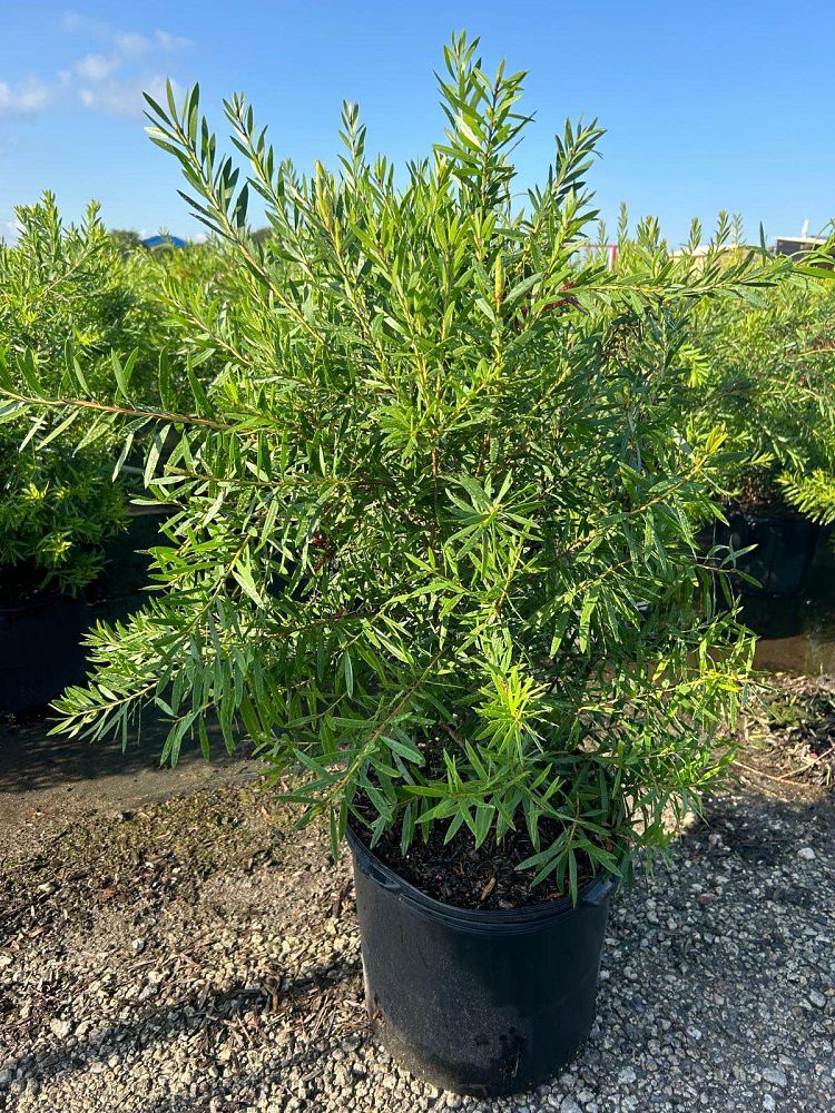 callistemon-red-cluster-bottlebrush