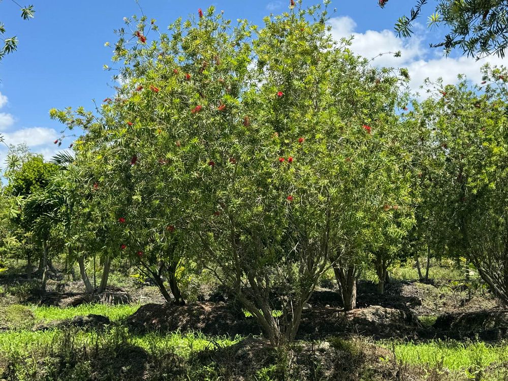 callistemon-red-cluster-bottlebrush