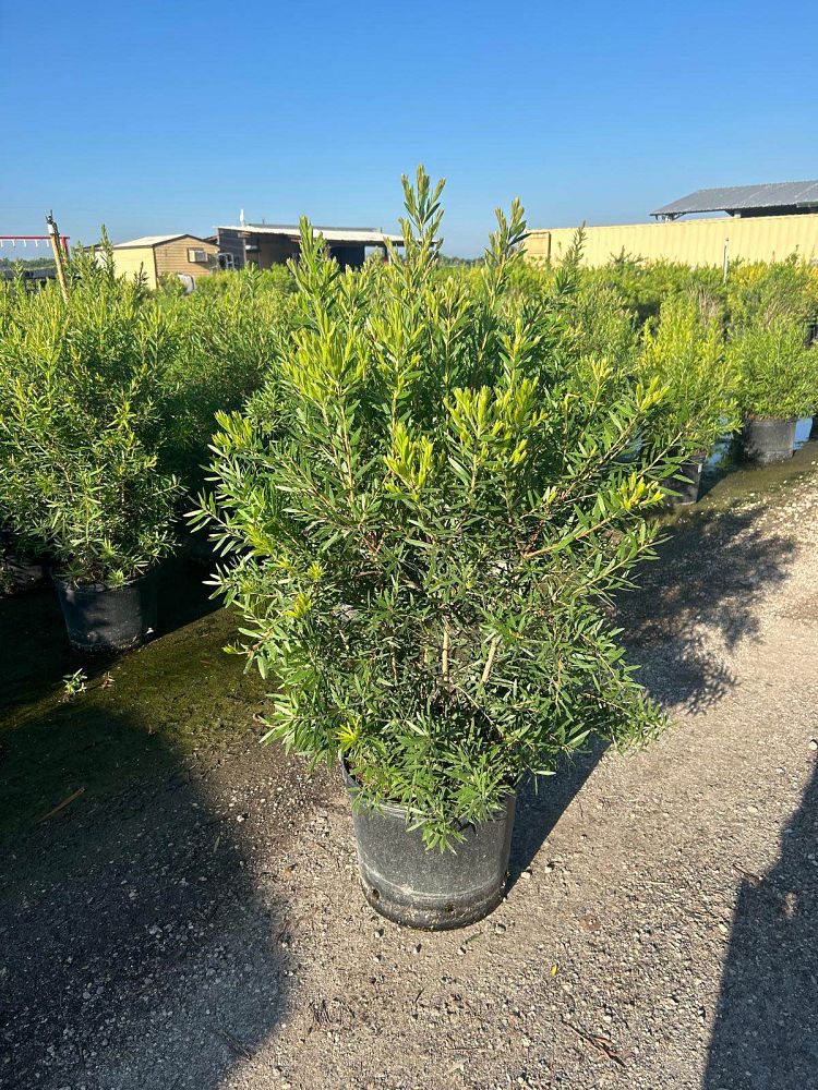 callistemon-red-cluster-bottlebrush