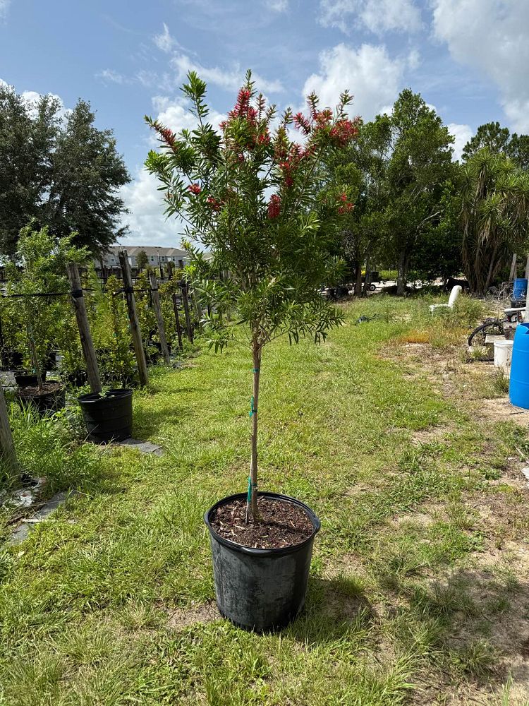 callistemon-red-cluster-bottlebrush
