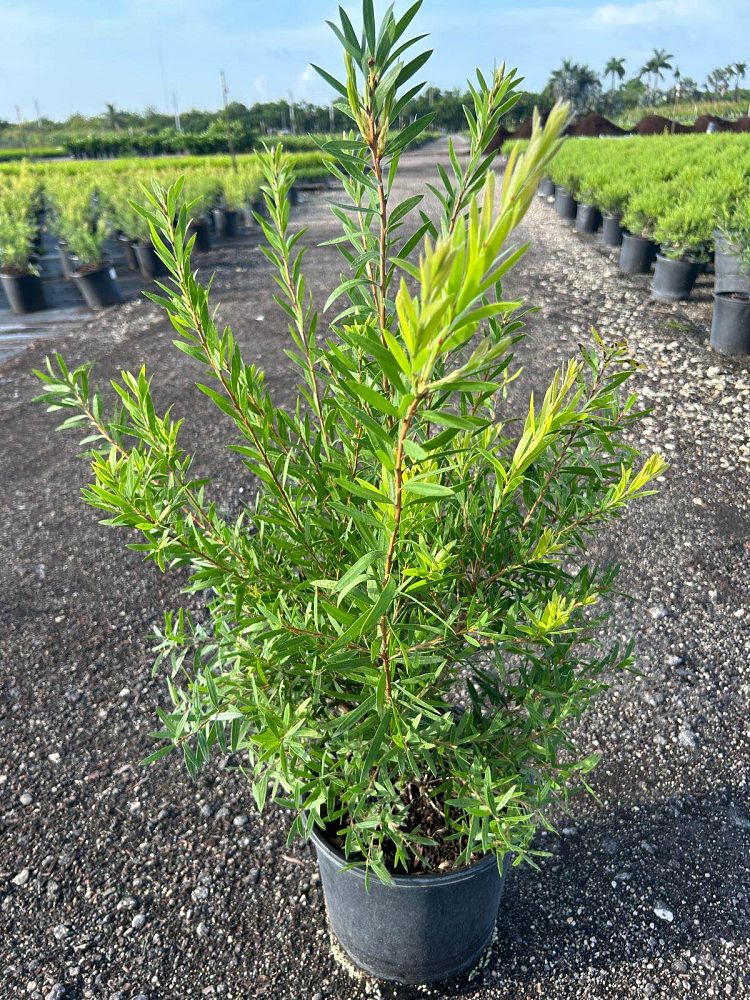 callistemon-red-cluster-bottlebrush