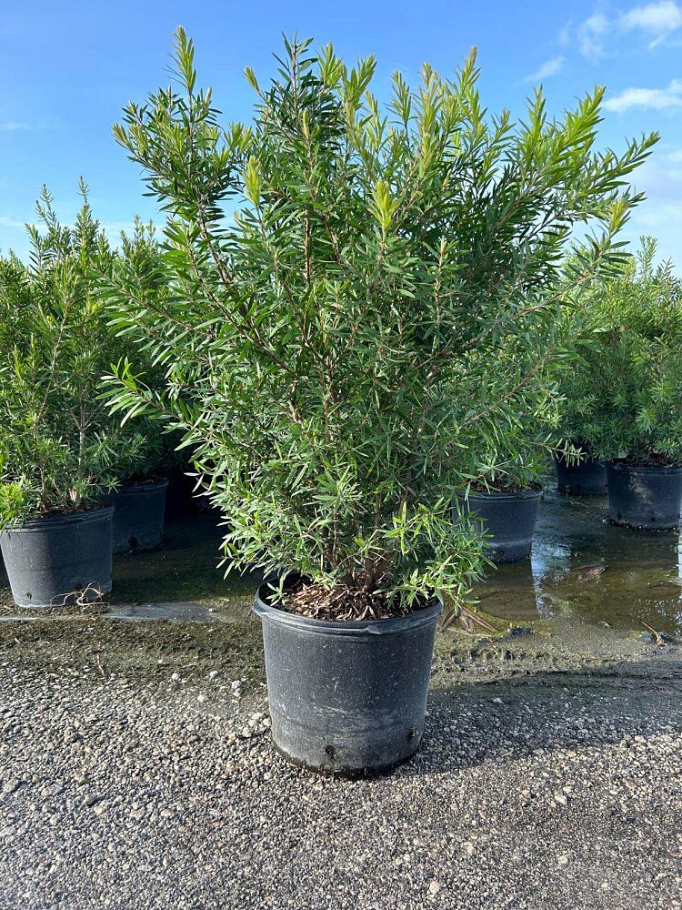 callistemon-red-cluster-bottlebrush