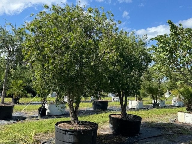callistemon-red-cluster-bottlebrush
