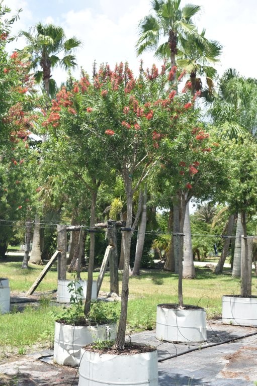 callistemon-red-cluster-bottlebrush