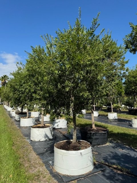 callistemon-red-cluster-bottlebrush