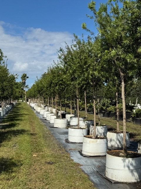 callistemon-red-cluster-bottlebrush