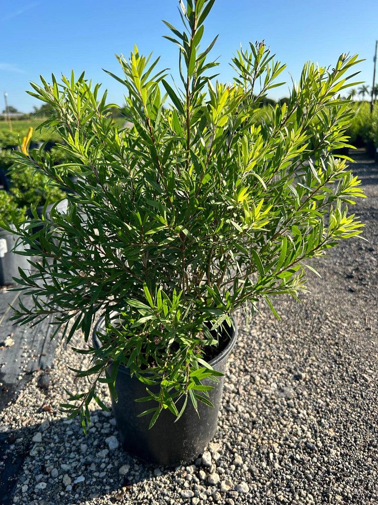 callistemon-red-cluster-bottlebrush