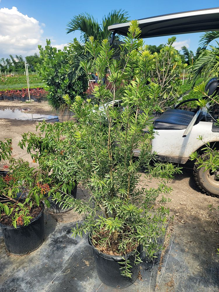 callistemon-red-cluster-bottlebrush