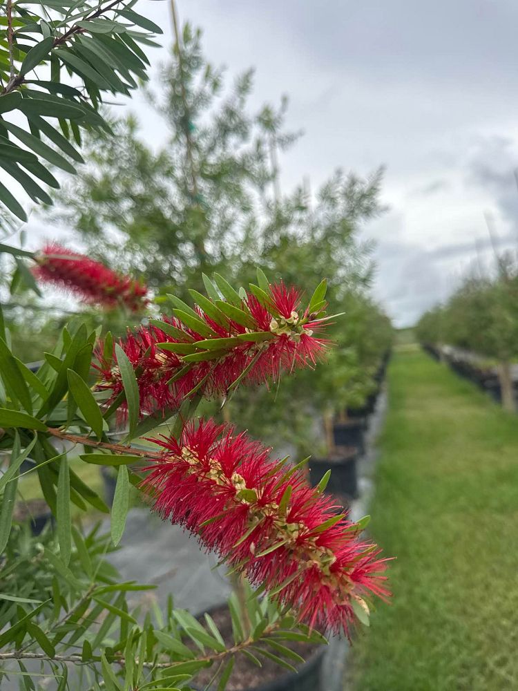 callistemon-red-cluster-bottlebrush