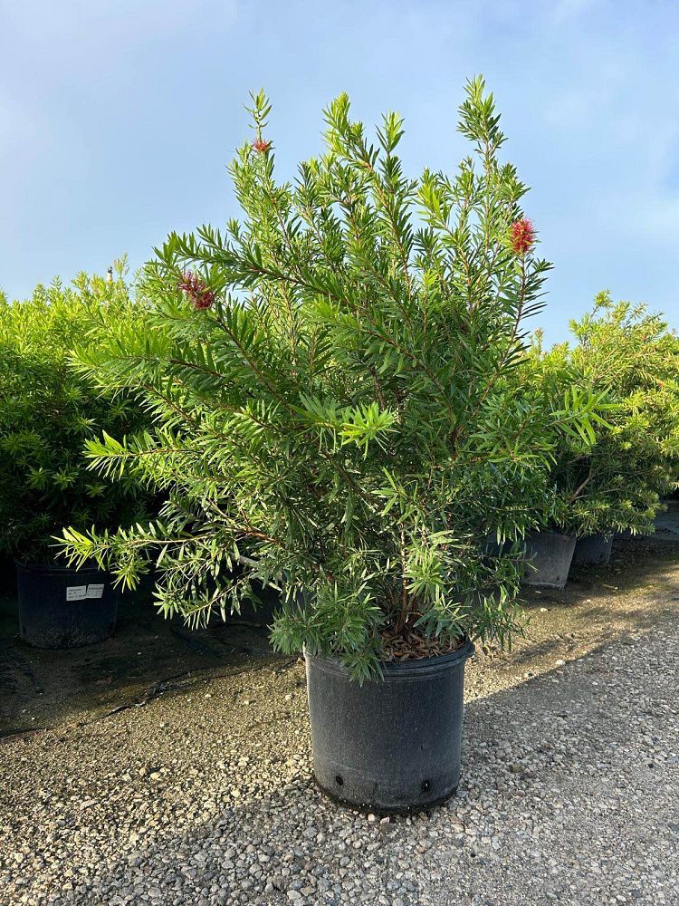 callistemon-red-cluster-bottlebrush