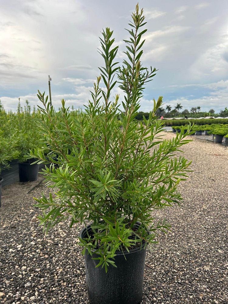 callistemon-red-cluster-bottlebrush