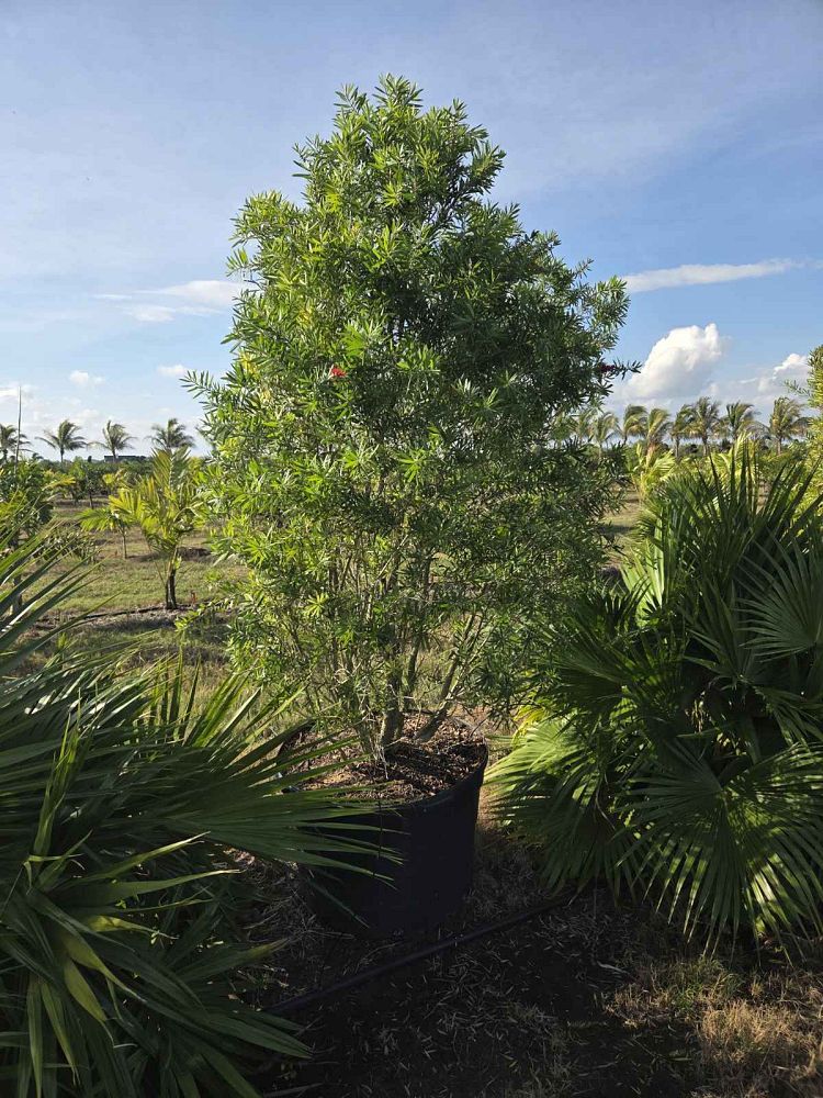 callistemon-red-cluster-bottlebrush