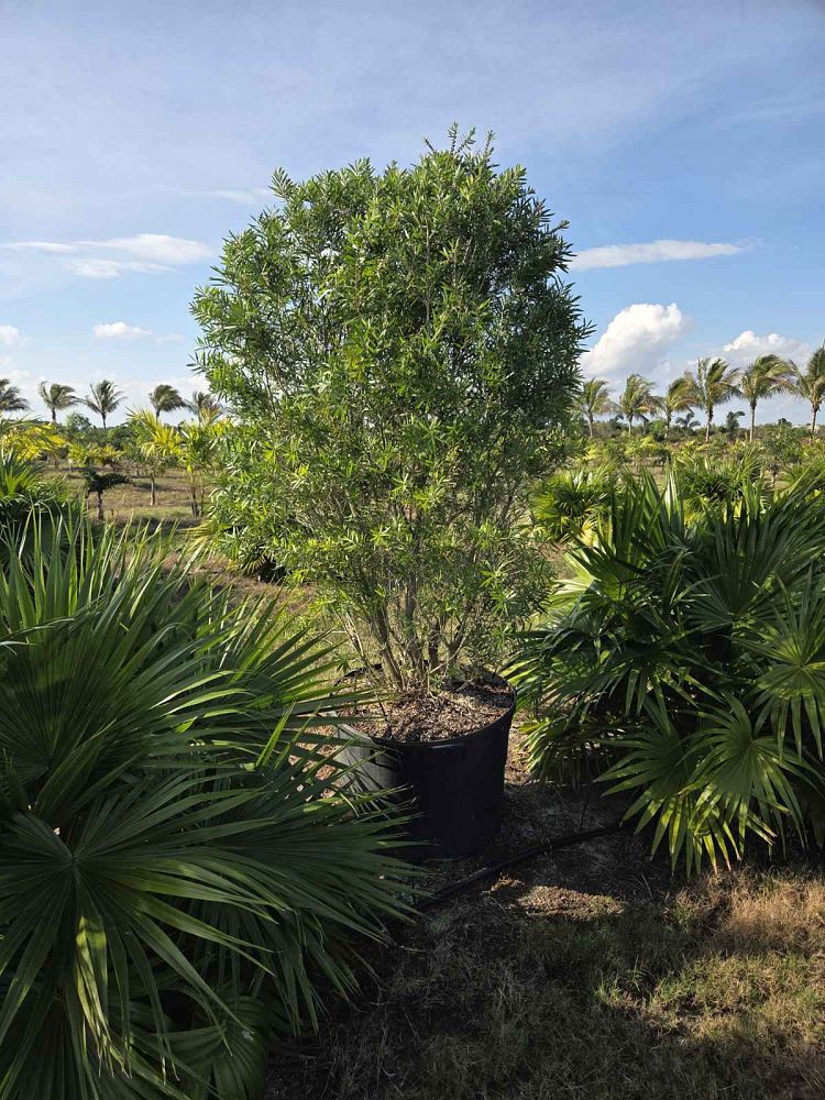 callistemon-red-cluster-bottlebrush