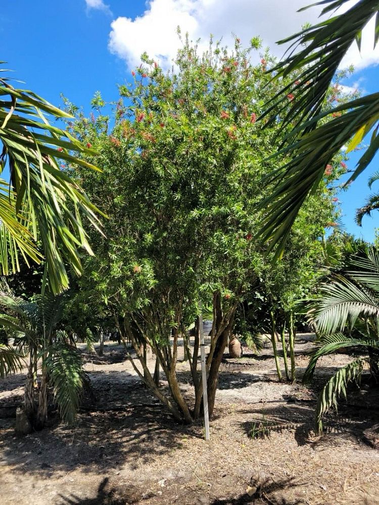 callistemon-red-cluster-bottlebrush