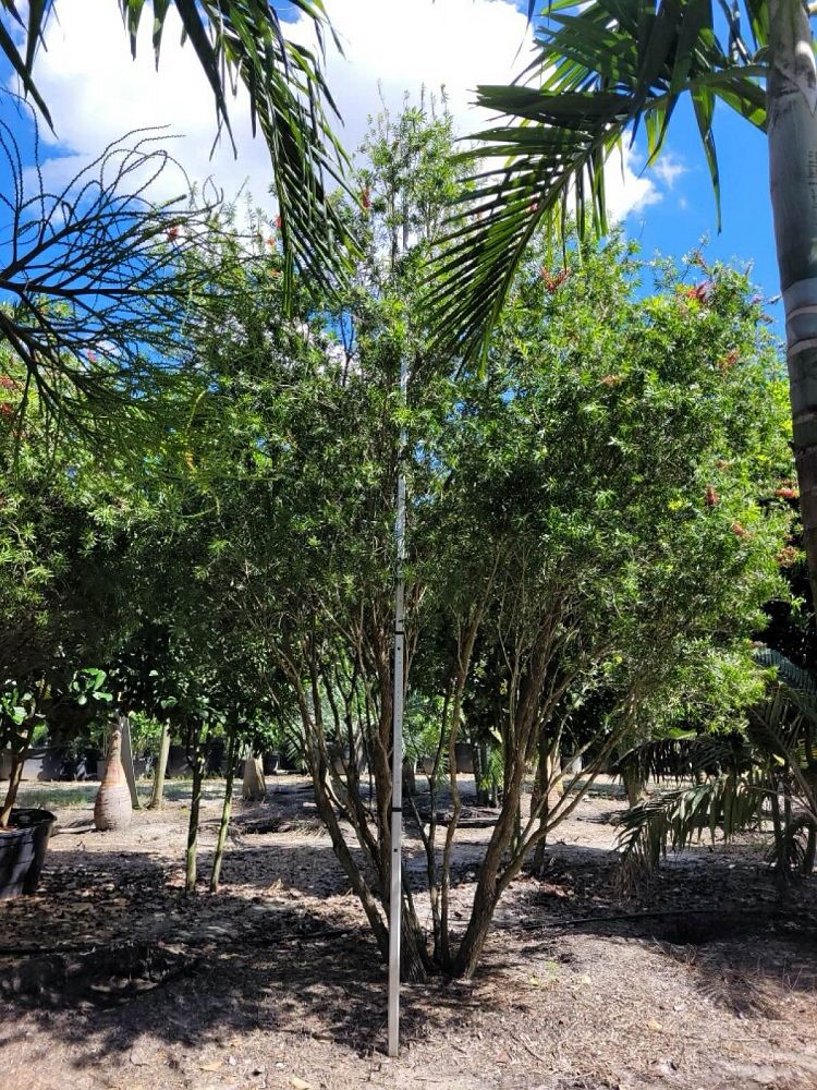 callistemon-red-cluster-bottlebrush