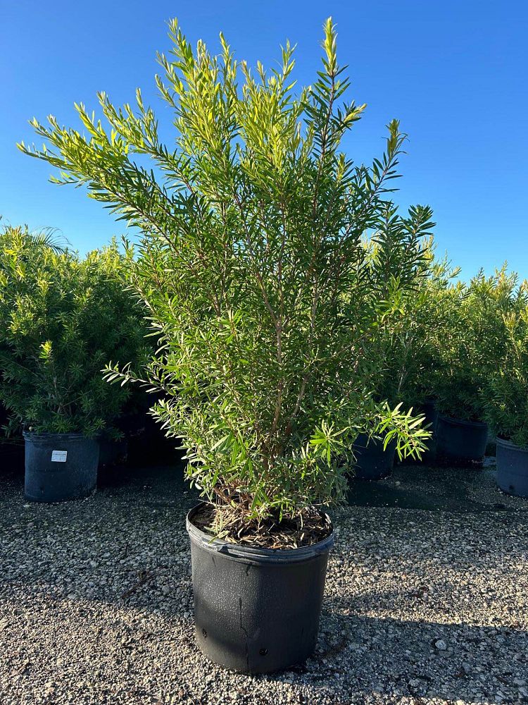 callistemon-red-cluster-bottlebrush