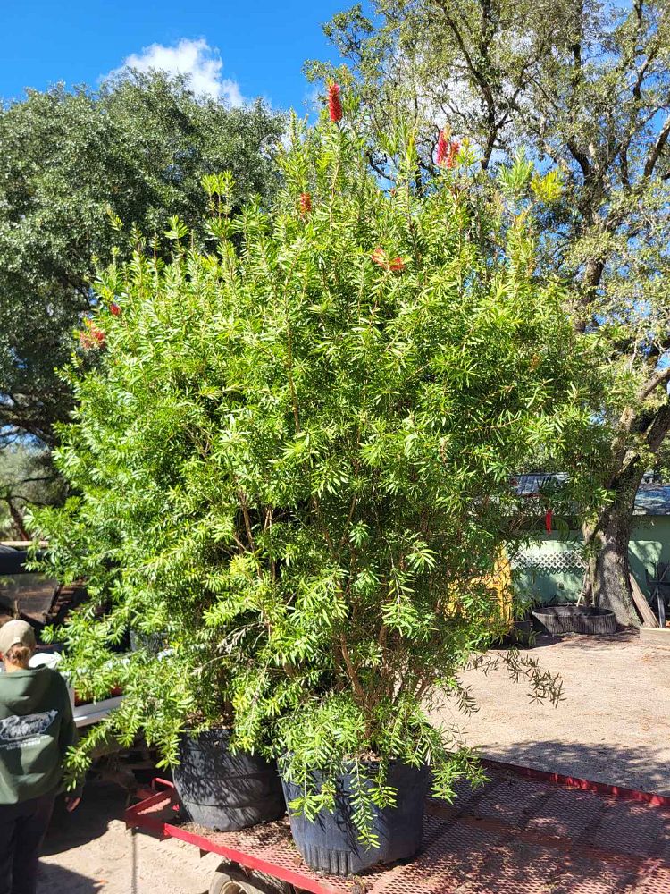 callistemon-red-cluster-bottlebrush