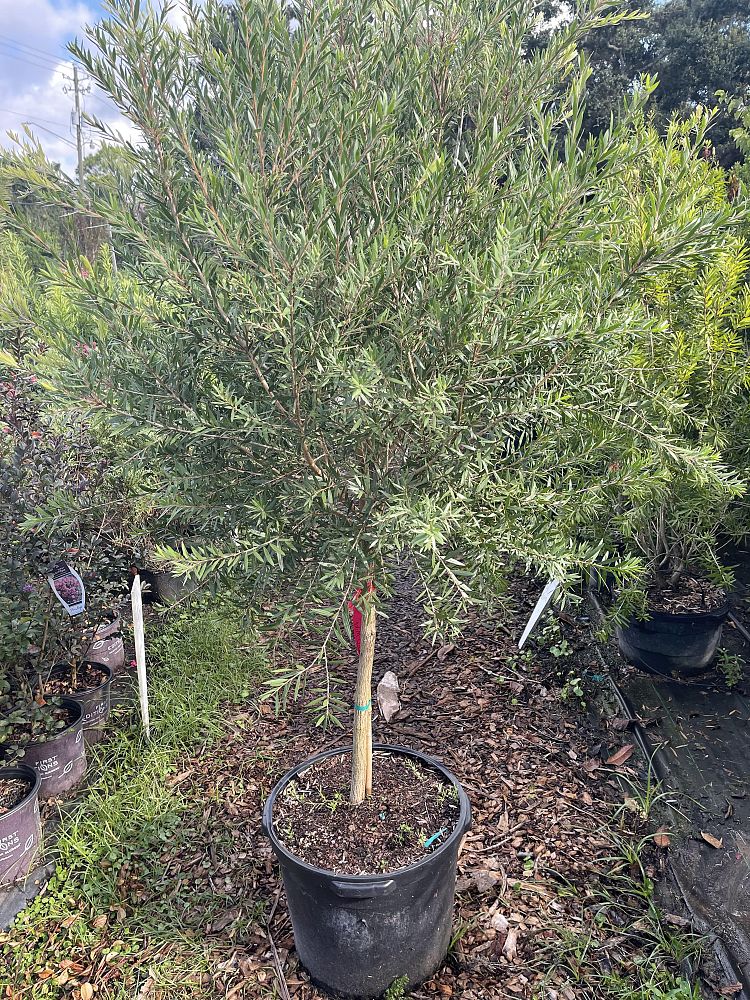 callistemon-rigidus-clemson-hardy-red-cluster-bottlebrush-tree