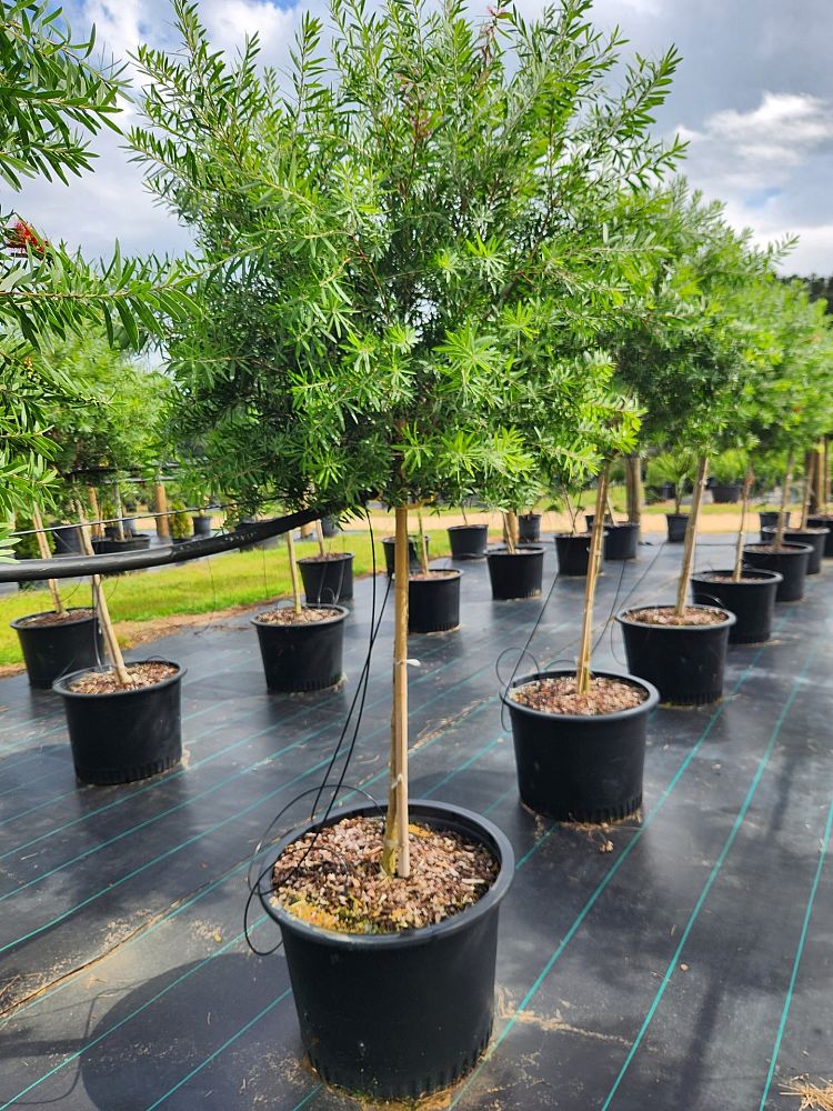 callistemon-rigidus-clemson-hardy-red-cluster-bottlebrush-tree