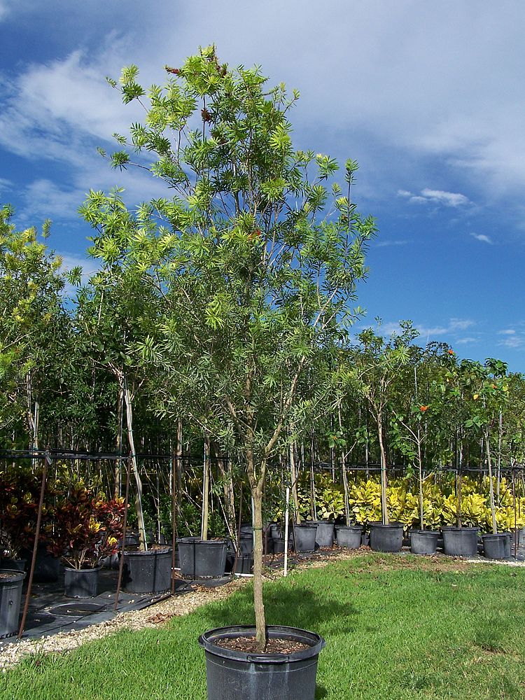 callistemon-rigidus-erect-bottlebrush-stiff-bottlebrush