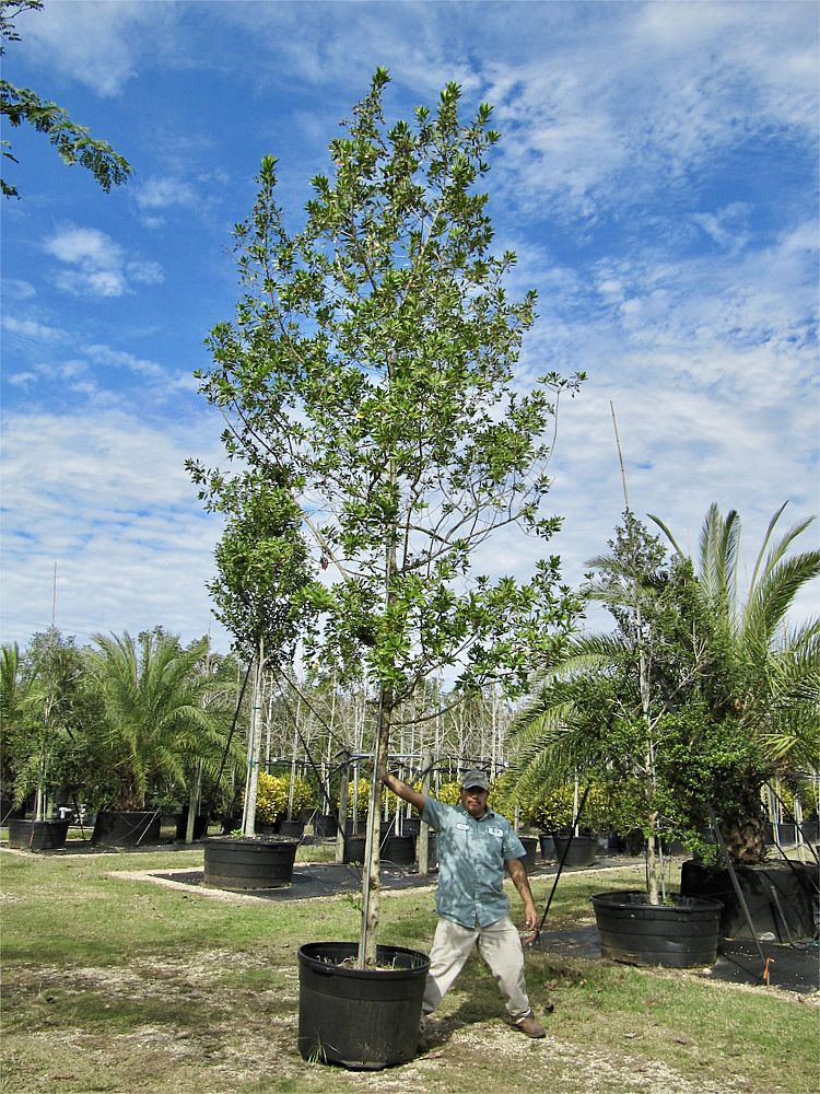 callistemon-rigidus-erect-bottlebrush-stiff-bottlebrush