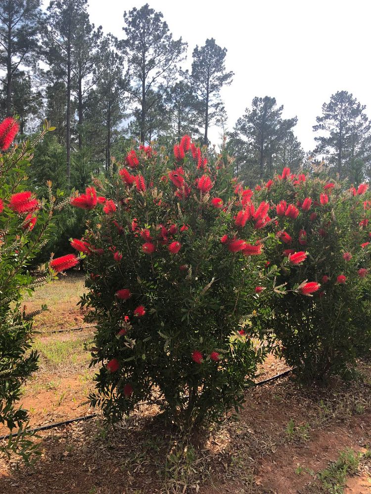 callistemon-rigidus-erect-bottlebrush-stiff-bottlebrush