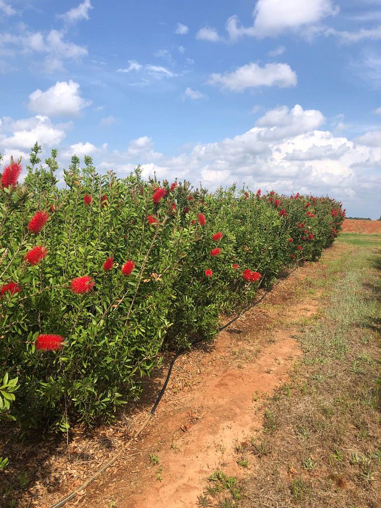 callistemon-rigidus-erect-bottlebrush-stiff-bottlebrush